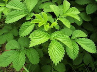 shrubs of Agrimonia pilosa Ledeb with green leaves grow in field