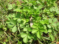 shrubs of Agrimonia pilosa Ledeb with many green leaves grow in field