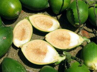 fresh green fruits of Areca catechu L.are place on ground