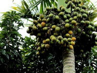 fruiting tree of Areca catechu L with green fruits growing on tree