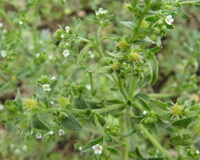 flowering plants of Carpesium abrotanoides L. with small white flowers grow in field