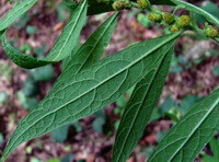 green leaves of Carpesium abrotanoides L.