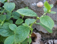 shrubs of Carpesium abrotanoides L with small flowers grow in field