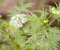 flowering plant of Daucus carota L. with small white flowers grow in sunny field