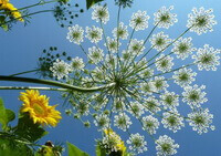 white flowers of Daucus carota L. grow in sunny days