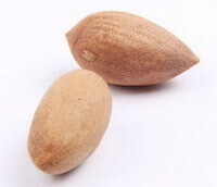 two dried brownish Grand Torreya Seed