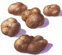 a colorful drawing of Omphalia lapidescens Schroet,many brownish sclerotium