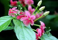 flowering plants of Quisqualis indica L with many pink flowers grow in sunny field