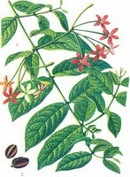 a colorful drawing of Quisqualis indica L.,green stem and leaves,red and yellow flowers,and brown fruits