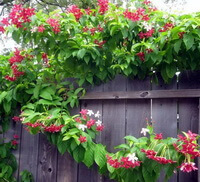 flowering tree of Quisqualis indica L with many red flowers grow along a fence.