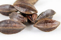 several brown dried herb fruits of Rangoon-creeper Fruit
