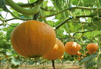 fruiting plants of Cucurbita moschata Duch with many yellow fruits handing on stems.