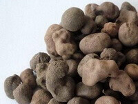 dark brownish sclerotium Thunder Ball are piled together