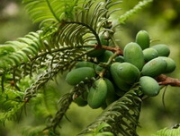 fruiting branch of Torreya grandis Fort with green fruits growing on twigs,and small green leaves