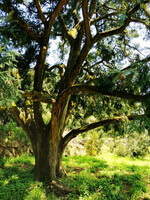 tree of Torreya grandis Fort grows in sunny field