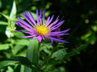 a flowering plant of Aster tataricus,with a purple flower.