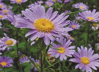 flowering plants of Aster tataricus L.f.,with purple flowers