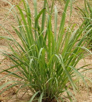 plants of Cymbopogon citratus DC.Stapf growing in a cluster