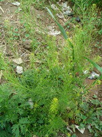 a flowering plant of Descurainia sophia L.Webb ex Prantl.,with small yellow flower spikes