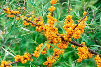 a fruiting tree of Hippophae rhamnoides with many small yellow berries