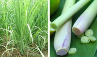 growing plants and fresh herbs of Lemongrass