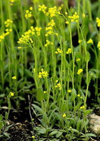 flowering plants of Lepidium apetalum Willd,a cluster plants with small yellow flowers