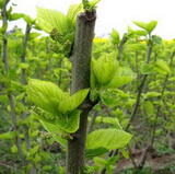 fresh mulberry leaves growing on branches of Morus alba L.