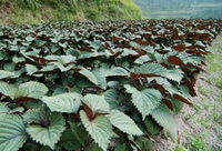 growing plant shrubs of Perilla frutescensL.Britt.Var.crispa in a field