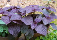 several plants of Perilla frutescensL.Britt.Var.crispa grow in a cluster