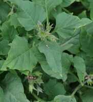 growing plants of Physochlaina infundibularis Kuang.