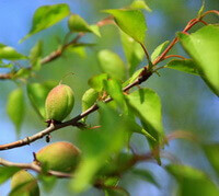 three green fruits of Prunus sibirica growing on twigs,with green leaves