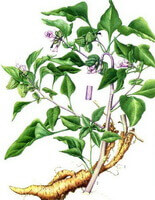 Funneled Physochlaina Root
