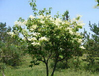 a small flowering tree of Syringa reticulata,with white flowers