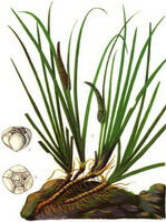 a colorful drawing of Acorus tatarinowii Schott plant parts