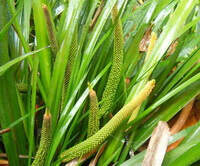 flowering plant of Acorus tatarinowii Schott.