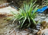 plants of Acorus tatarinowii Schott grow in rivulet
