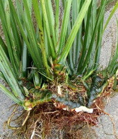 fresh rhizome and plants of Acorus tatarinowii Schott.