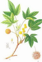 a colorful drawing of Liquidambar orientalis Mill,drawing of plant parts