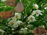 flowering plant of Liquidambar orientalis Mill. with white flowers