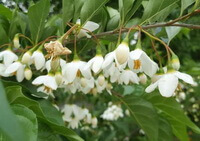 flowering branches of Liquidambar orientalis Mill. with white flowers