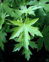 leaves of Liquidambar orientalis Mill.