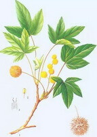 a colorful drawing of Liquidambar orientalis Mill.,yellow fruits and green leaves
