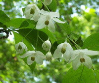 flowering tree of Styrax benzoin Dryand with white flowers
