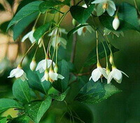 flowering tree of Styrax benzoin Dryand with white flowers