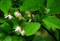 flowering tree of Styrax benzoin Dryand. with white flowers and green leaves
