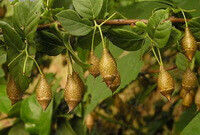 fruiting tree of Styrax tonkinensis Pierre Craib ex Hart with mature yellow fruits