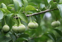 fruiting tree of Styrax tonkinensis Pierre Craib ex Hart.with unmature green fruits