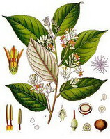 a colorful drawing of Styrax tonkinensis Pierre Craib ex Hart.