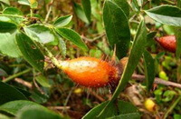 fruiting shrub of Rosa laevigata Michx with several orange-colored mature fruits hanging on branch