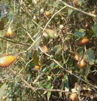 fruiting shrubs of Rosa laevigata Michx with many unmature fruits grow in sunny field